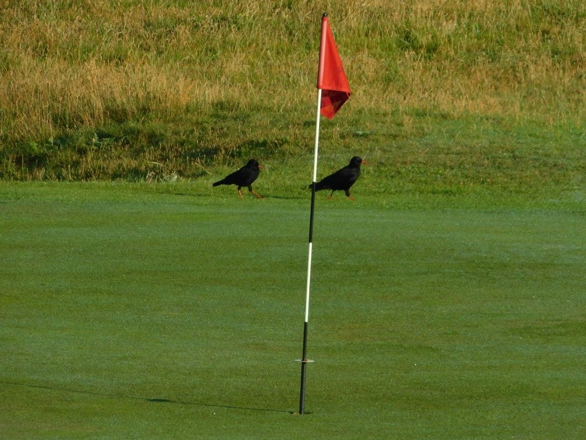 Chough